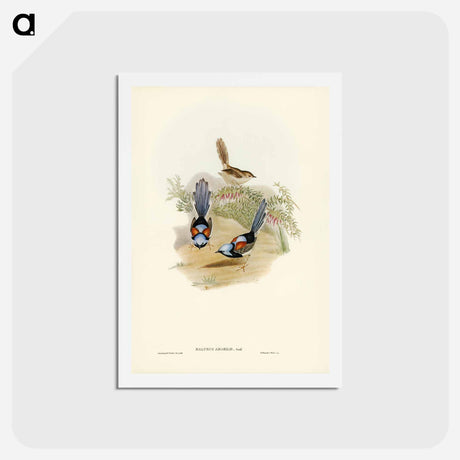 アートポストカード-Lovely Wren
 - ジョン グールド Postcard.