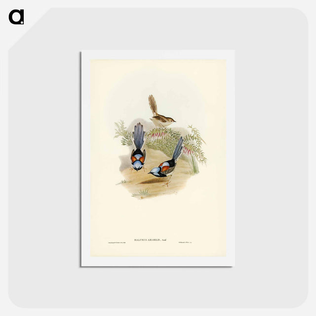 アートポストカード-Lovely Wren
 - ジョン グールド Postcard.