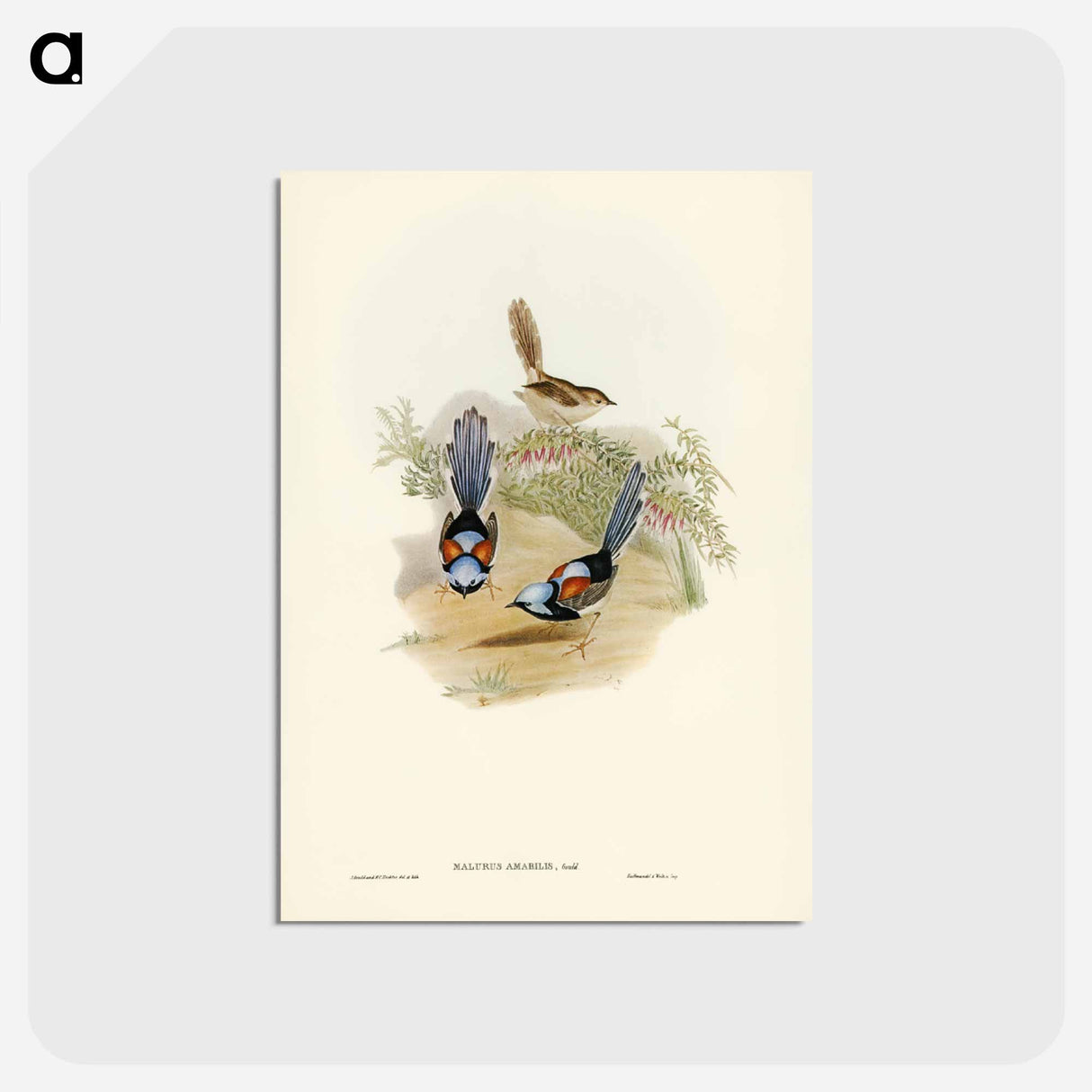 アートポストカード-Lovely Wren
 - ジョン グールド Postcard.