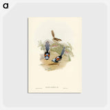 アートポストカード-Lovely Wren
 - ジョン グールド Postcard.