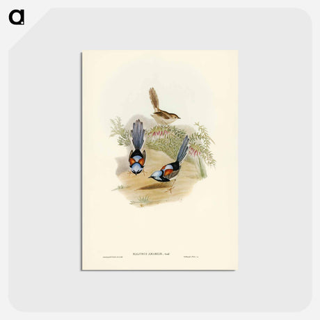 アートポストカード-Lovely Wren
 - ジョン グールド Postcard.