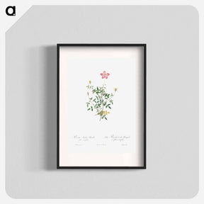 アートポスター-Single Dwarf China Rose - ピエール ジョゼフ ルドゥーテ Poster.