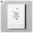 5-68_Pierre-Joseph-Redoute_canvas
