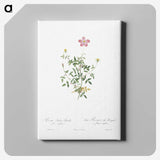 5-68_Pierre-Joseph-Redoute_canvas