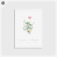 アートポストカード-Single Dwarf China Rose - ピエール ジョゼフ ルドゥーテ Postcard.