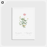 アートポストカード-Single Dwarf China Rose - ピエール ジョゼフ ルドゥーテ Postcard.