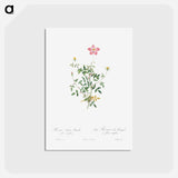 アートポストカード-Single Dwarf China Rose - ピエール ジョゼフ ルドゥーテ Postcard.