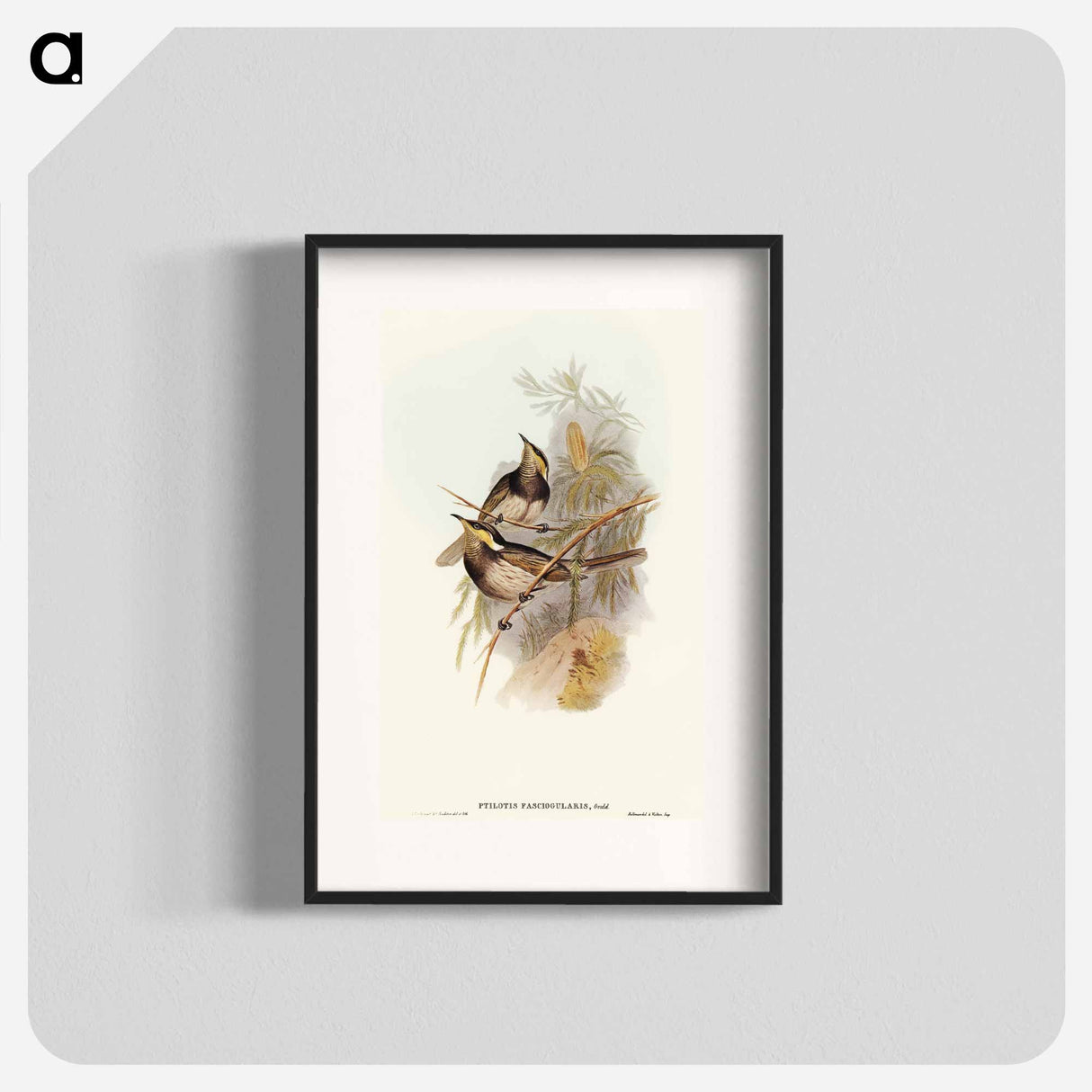 Fasciated Honey-eater
 - オーストラリアの鳥 Poster.