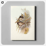 Fasciated Honey-eater
 - オーストラリアの鳥 Canvas.