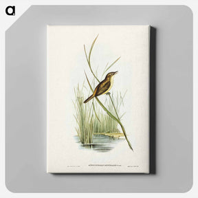 アートパネル-Reed Warbler
 - ジョン グールド Canvas.