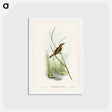 アートポストカード-Reed Warbler
 - ジョン グールド Postcard.