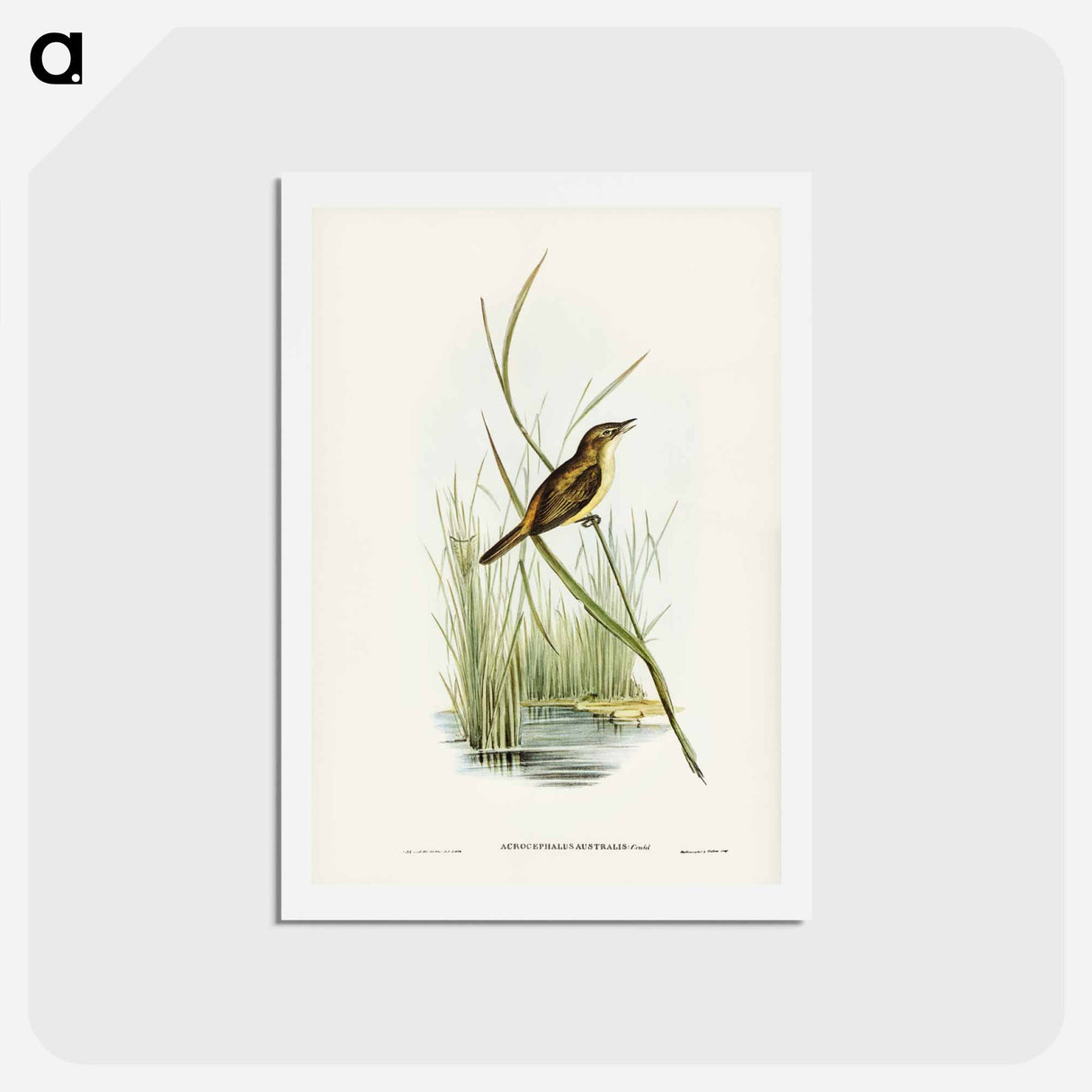 アートポストカード-Reed Warbler
 - ジョン グールド Postcard.