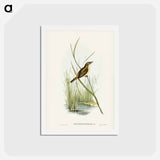 アートポストカード-Reed Warbler
 - ジョン グールド Postcard.