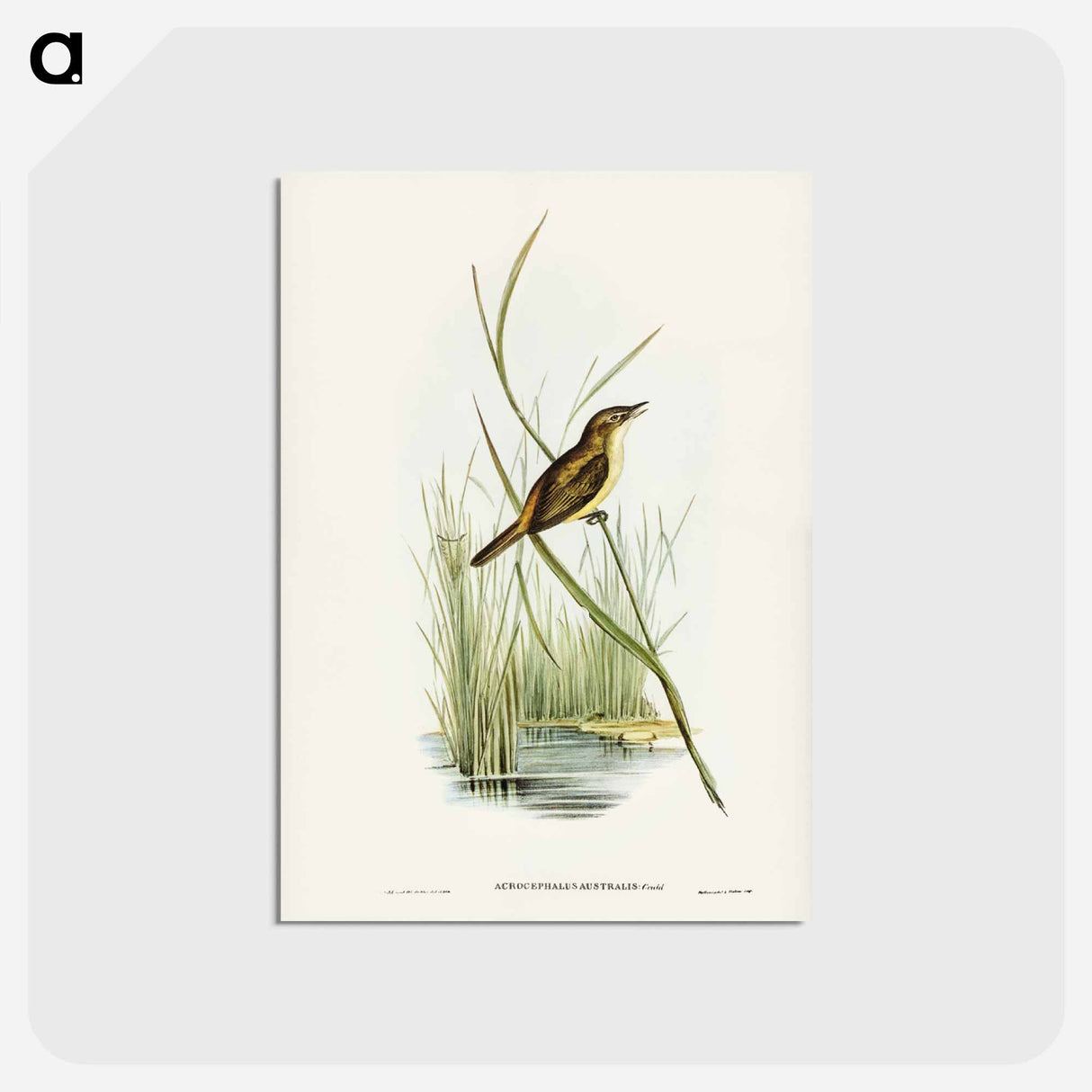 アートポストカード-Reed Warbler
 - ジョン グールド Postcard.