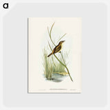 アートポストカード-Reed Warbler
 - ジョン グールド Postcard.