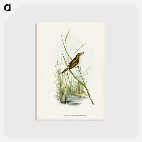 アートポストカード-Reed Warbler
 - ジョン グールド Postcard.
