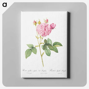 5-69_Pierre-Joseph-Redoute_canvas