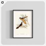 Helmeted Honey-eater
 - オーストラリアの鳥 Poster.