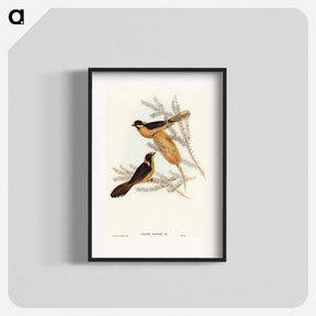 アートポスター-Helmeted Honey-eater
 - オーストラリアの鳥 Poster.
