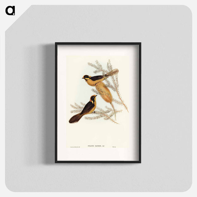 アートポスター-Helmeted Honey-eater
 - オーストラリアの鳥 Poster.