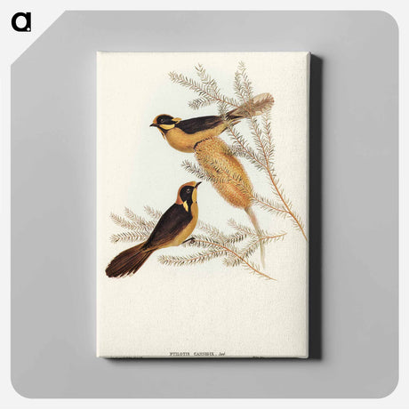 アートパネル-Helmeted Honey-eater
 - オーストラリアの鳥 Canvas.