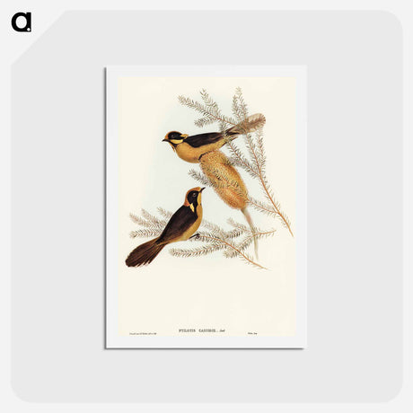 アートポストカード-Helmeted Honey-eater
 - オーストラリアの鳥 Postcard.