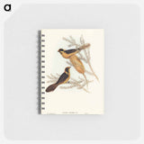 アートメモ帳-Helmeted Honey-eater
 - オーストラリアの鳥 Memo.