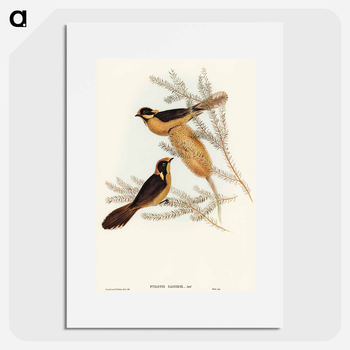 アートポスター-Helmeted Honey-eater
 - オーストラリアの鳥 Poster.