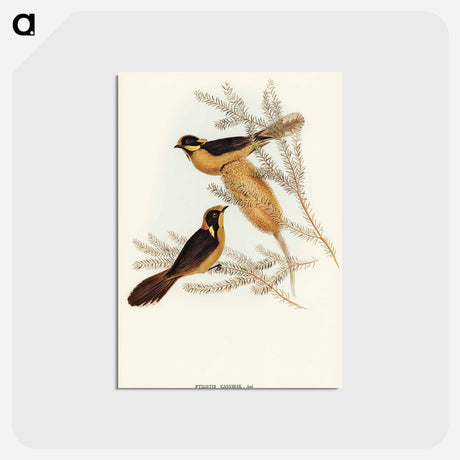 アートポストカード-Helmeted Honey-eater
 - オーストラリアの鳥 Postcard.