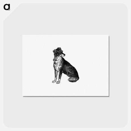 アートポストカード-Scottish Deerhound
 - 大英図書館 Postcard.