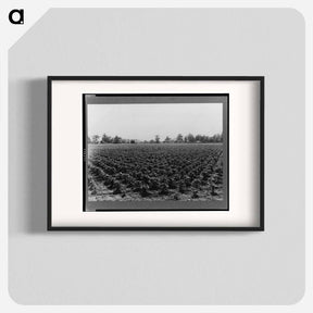アートポスター-Check row planted cotton - ドロテア ラング Poster.