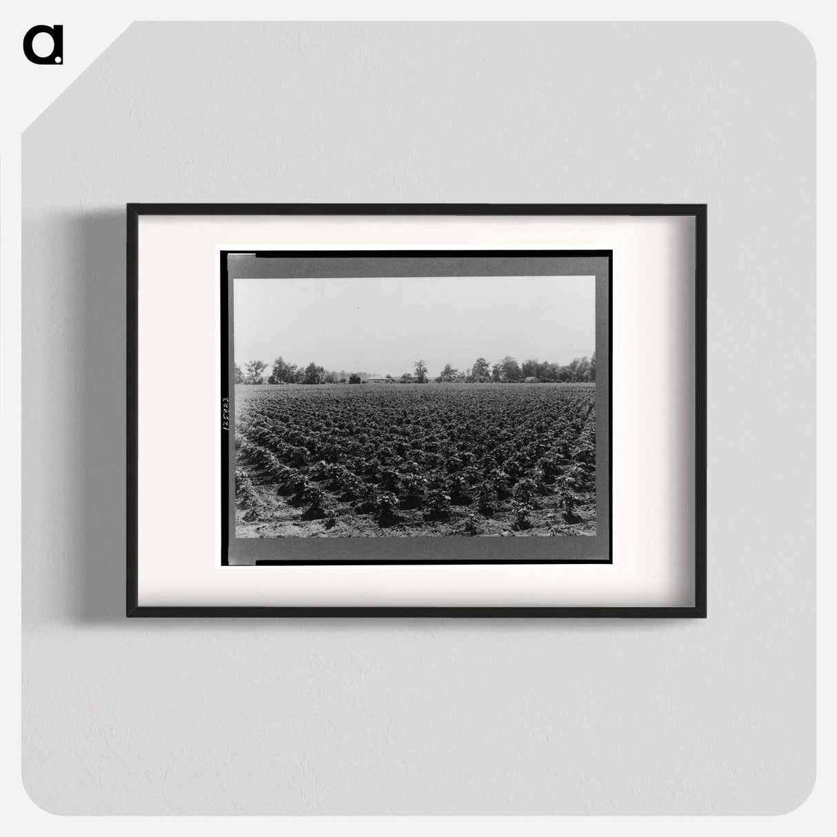 Check row planted cotton - Dorothea Lange Poster.