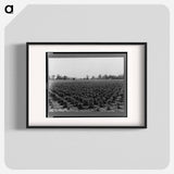 Check row planted cotton - Dorothea Lange Poster.