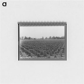 アートメモ帳-Check row planted cotton - ドロテア ラング Memo.
