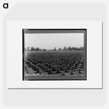 Check row planted cotton - Dorothea Lange Poster.