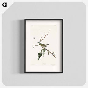 アートポスター-Red-Eyed Vireo
 - ジョン ジェームス オーデュボン Poster.