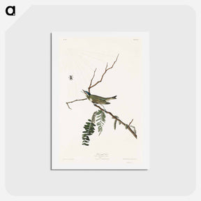 アートポストカード-Red-Eyed Vireo
 - ジョン ジェームス オーデュボン Postcard.