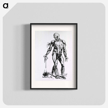 アートポスター-Musculature of the Human Body
 - 国立医学図書館 Poster.
