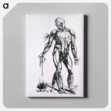 アートパネル-Musculature of the Human Body
 - 国立医学図書館 Canvas.