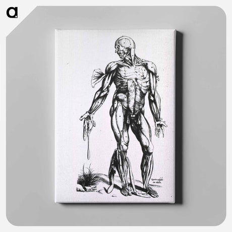 アートパネル-Musculature of the Human Body
 - 国立医学図書館 Canvas.