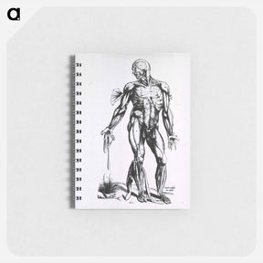 アートメモ帳-Musculature of the Human Body
 - 国立医学図書館 Memo.