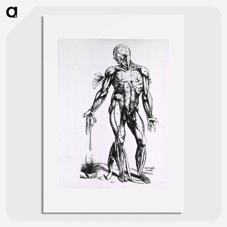 アートポスター-Musculature of the Human Body
 - 国立医学図書館 Poster.