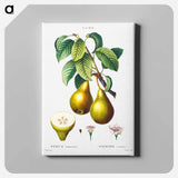 アートパネル-Pears with leaves (Poirier commun) - ピエール ジョゼフ ルドゥーテ Canvas.