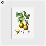 アートポストカード-Pears with leaves (Poirier commun) - ピエール ジョゼフ ルドゥーテ Postcard.