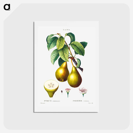 アートポストカード-Pears with leaves (Poirier commun) - ピエール ジョゼフ ルドゥーテ Postcard.