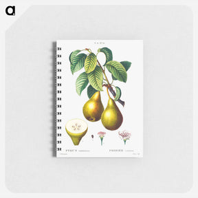 アートメモ帳-Pears with leaves (Poirier commun) - ピエール ジョゼフ ルドゥーテ Memo.