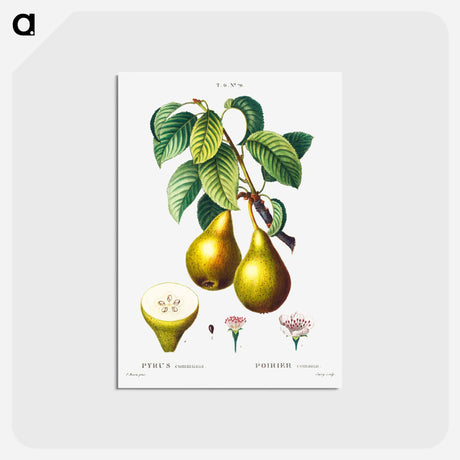 アートポストカード-Pears with leaves (Poirier commun) - ピエール ジョゼフ ルドゥーテ Postcard.