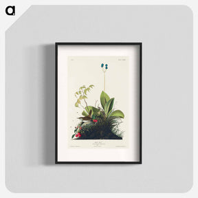 アートポスター-Wood Wren from Birds of America
 - アメリカの鳥たち Poster.