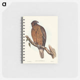アートメモ帳-Little Australian Eagle
 - オーストラリアの鳥 Memo.