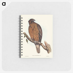 アートメモ帳-Little Australian Eagle
 - オーストラリアの鳥 Memo.